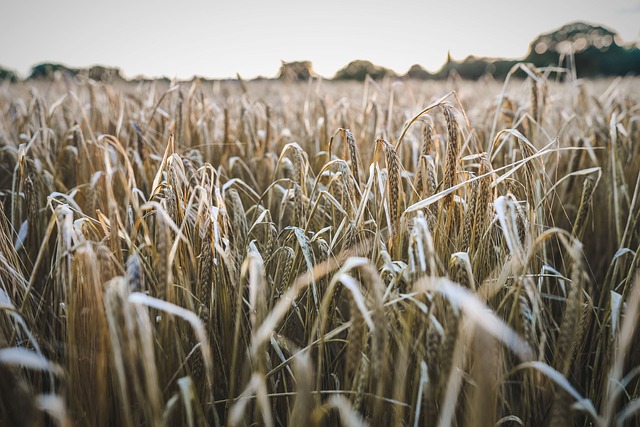 crops field