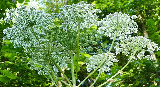 giant hogweed