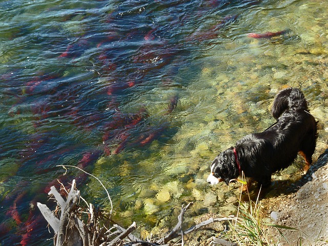 salmon river