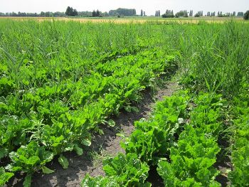 sugar-beets_1.jpg