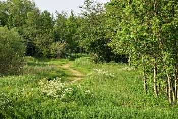 woodland__field_1.jpg