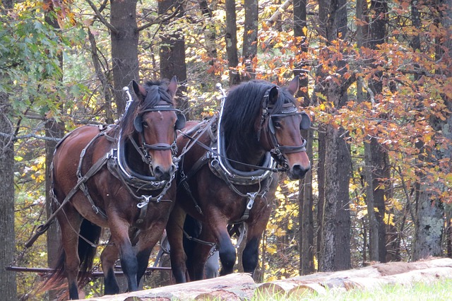 working horses